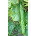 TELEGRAPH CUCUMBER LARGE  -  Each  Pukekohe Grown